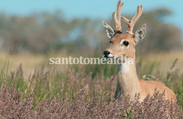 Venado de las Pampas (imagen ilustrativa).