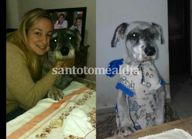 Ofrecen 5 mil pesos de recompensa por un perro extraviado