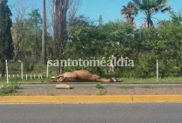 Ambos animales quedaron tirados al costado de la Ruta. (Foto: STV Noticias)