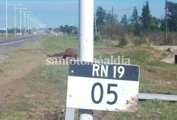 Dos accidentes de tránsito por animales sueltos en la Ruta 19