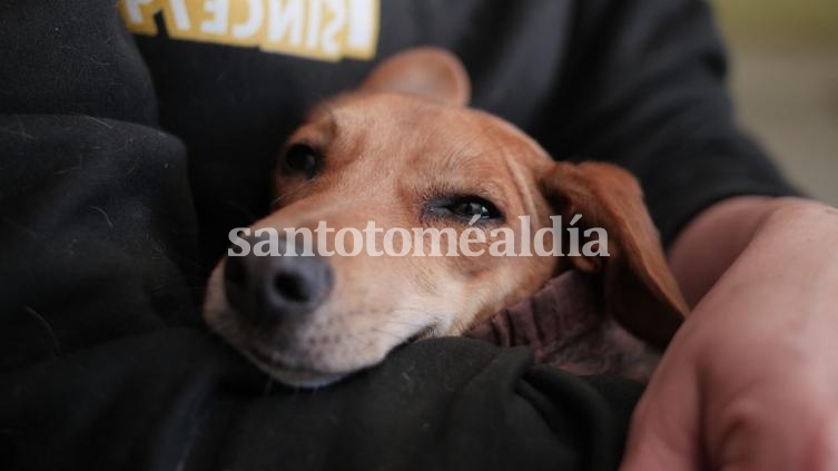 Santa Fe: en 13 meses se esterilizaron 5.500 mascotas