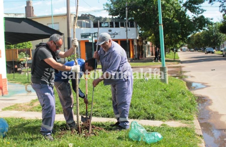 Incorporan 500 árboles a espacios públicos de la ciudad