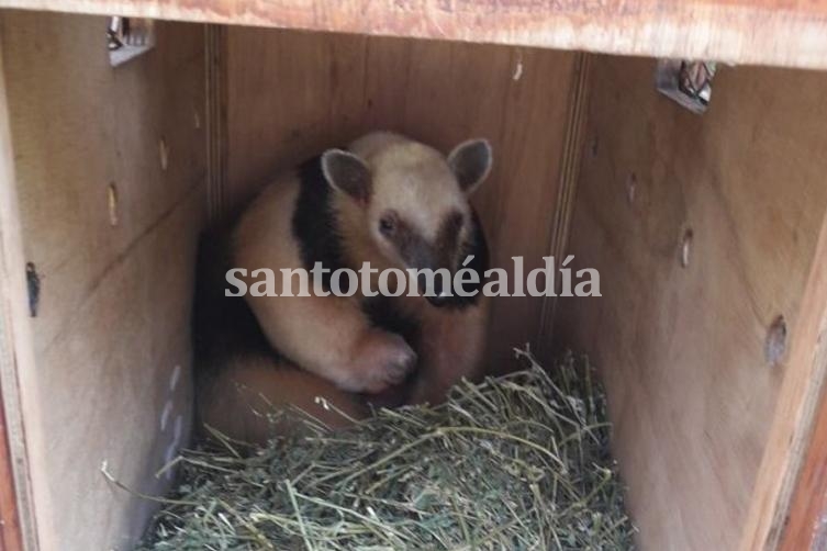 La provincia liberó un oso melero en su hábitat