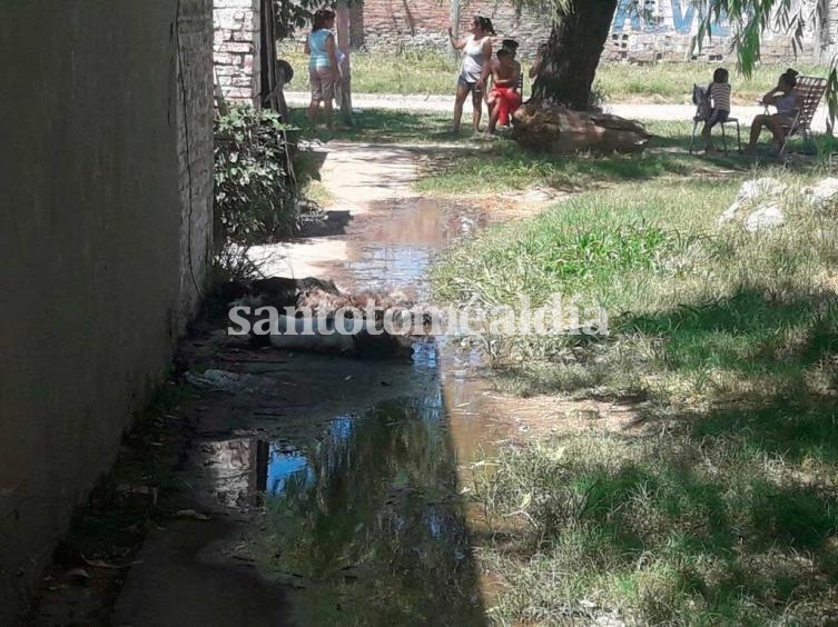 Tres perros electrocutados por un cable en plena calle