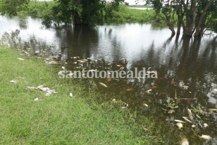 Mortandad de peces: apuntan a la falta de oxígeno en el agua