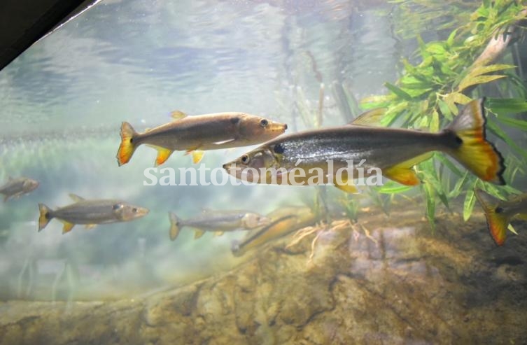 El nuevo acuario de Rosario. (Foto: Secretaría de Comunicación Social)