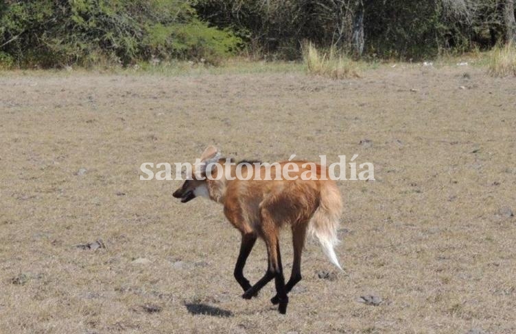 Liberaron en Alejandra a un ejemplar de Aguará Guazú