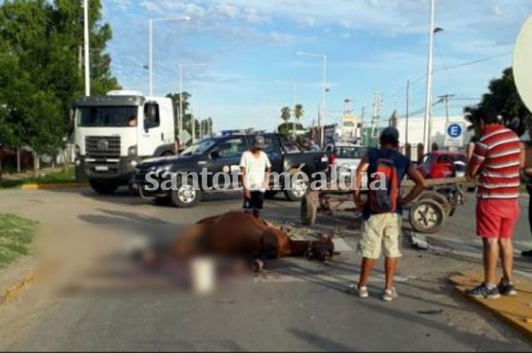 Murió un caballo tras un choque en la Ruta 19