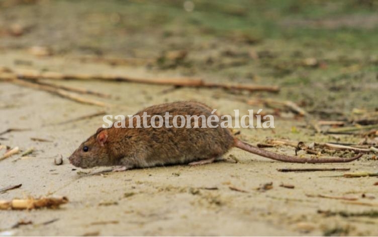 Recomendaciones del Municipio para prevenir el hantavirus