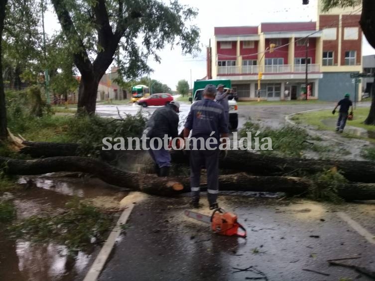 Caída de árboles y calles anegadas, el saldo de la tormenta 