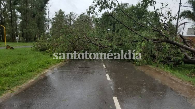 En muchos casos, los árboles generaron dificultades para transitar. (Foto: Municipalidad de Santo Tomé)