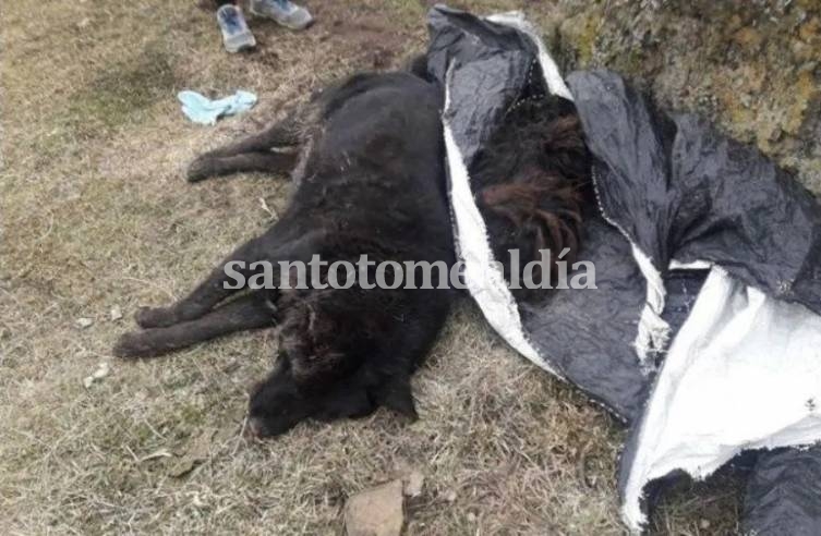 Más de 60 perros aparecieron muertos en Santa Cruz