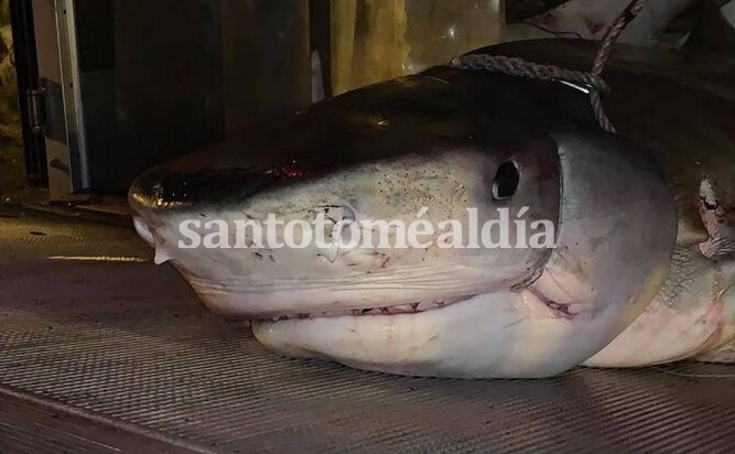 Un turista británico fue devorado por un tiburón: encontraron su mano en el estómago del animal