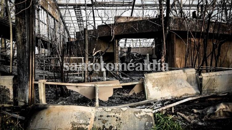 Alemania: globos lanzados por año nuevo provocaron un incendio en un Zoo y murieron 30 animales 