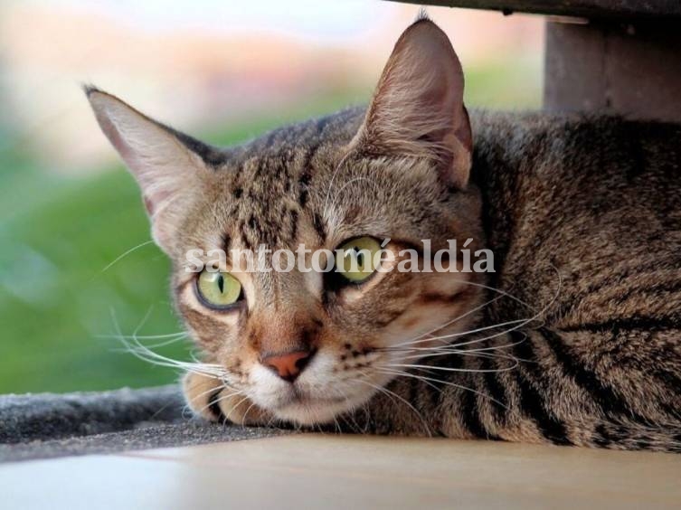 Un gato doméstico de Hong Kong se convierte en el segundo del mundo en dar positivo para coronavirus