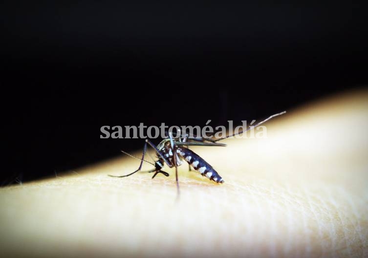 Los casos de dengue en Santa Fe multiplican por 7 los de años anteriores 