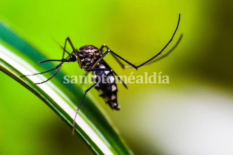 En la provincia se acumulan 4.521 casos positivos de dengue