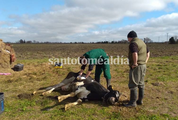 UNL: estudiantes avanzados de Veterinarias y Música completarán sus estudios de manera presencial