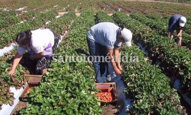 Impulsan un Programa de Fortalecimiento Tecnológico del Sector Frutihortícola de Santa Fe