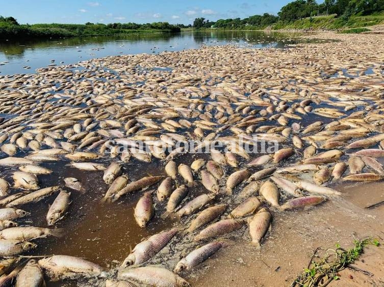 Impactante cantidad de peces muertos en la costa de nuestra ciudad