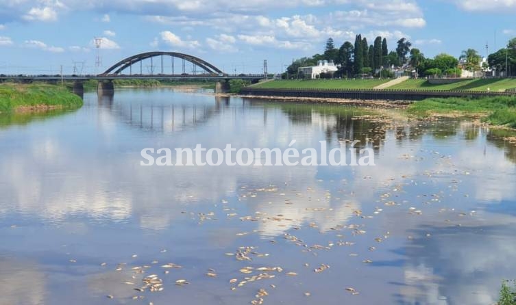 Polémica por mortandad de peces: el Gobierno Provincial sostiene que fue por un 