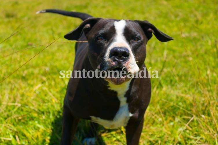 Dos perros pitbull mordieron a un niño y los dueños amenazaron de muerte a la madre para que no haga la denuncia