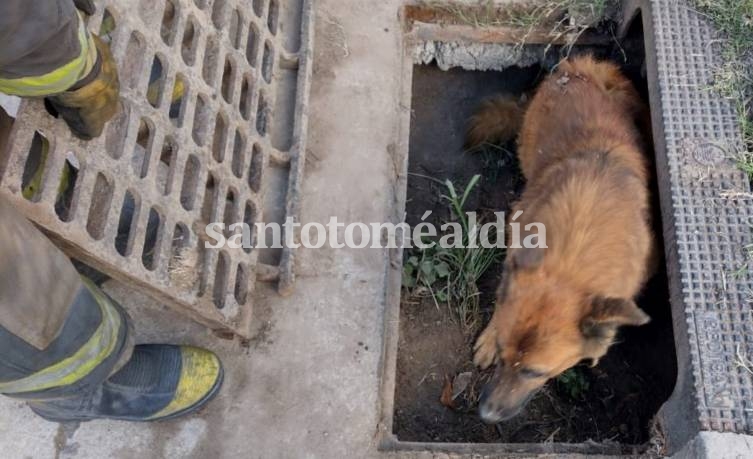 Bomberos rescataron a un ovejero alemán que había quedado atrapado en una alcantarilla