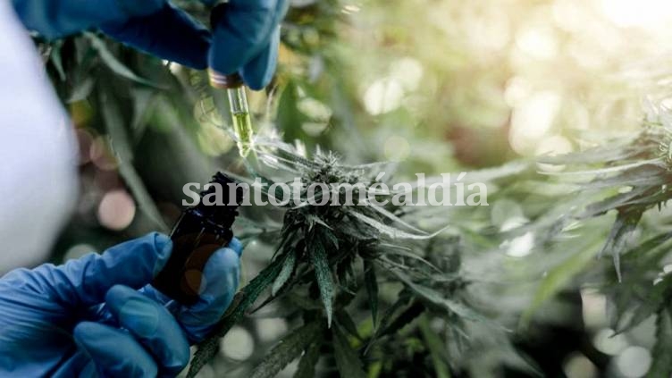 Las respuestas positivas del cannabis medicinal a la epilepsia refractaria superaron el 80%