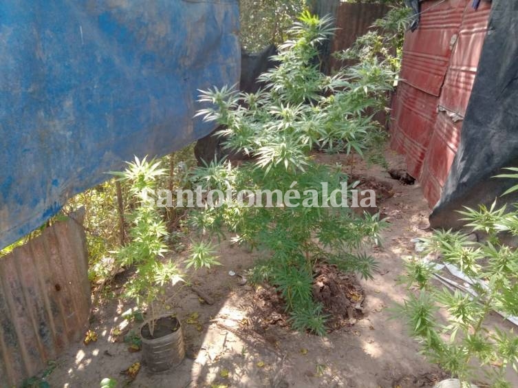 Sauce Viejo: secuestraron seis plantas de marihuana en barrio Barranquera