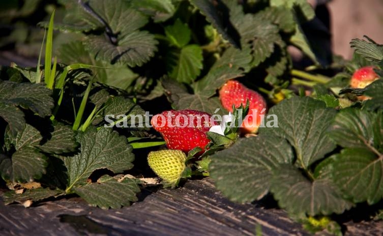 Proyectá Bio: 1° premio para revalorizar los residuos de la frutilla