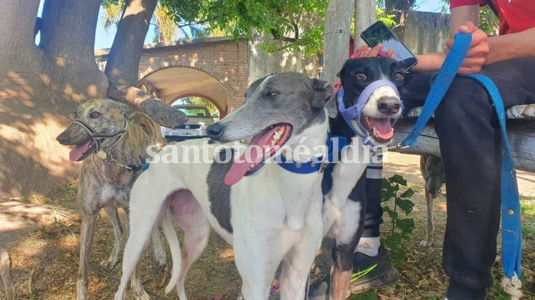 Polémica por la restitución de los galgos rescatados de las carreras ilegales