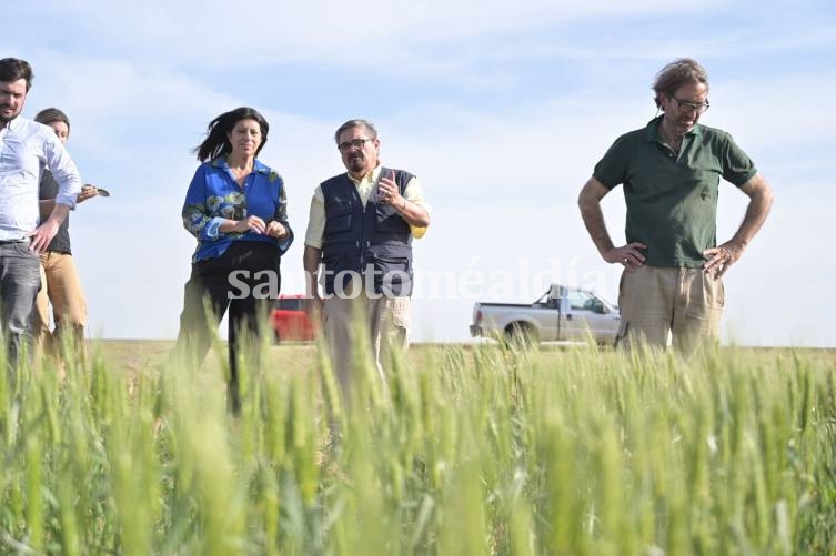 Trigo: Clara García pidió la Emergencia Agropecuaria frente a la sequía que pone en riesgo la cosecha