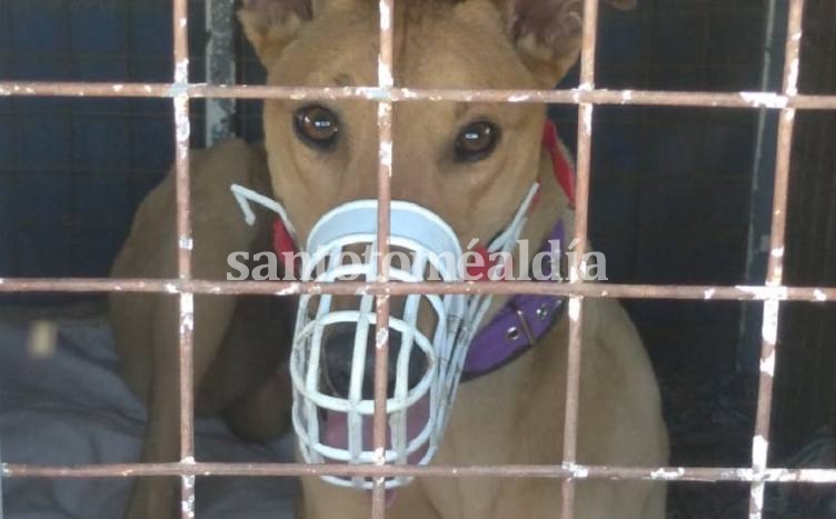 Investigarán el fallo de restitución de los galgos rescatados en nuestra ciudad