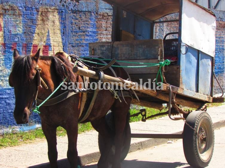 Tracción a sangre: la Justicia admitió un amparo presentado por asociaciones proteccionistas