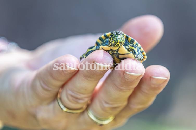 Nacieron nueve crías de tortugas de la Reserva Ecológica de la UNL