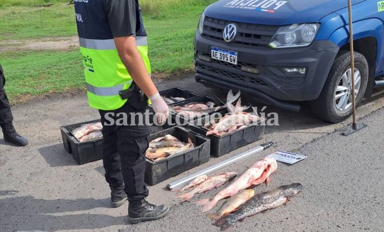 Sauce Viejo: la Policía Vial incautó 250 kilos de pescados que eran transportados de manera irregular