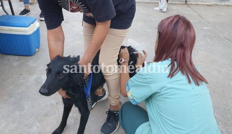 Cronograma de vacunación antirrábica para el mes de julio: será en diferentes barrios de la ciudad