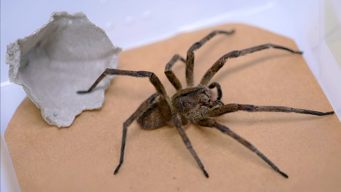 El veneno de la araña bananera de Brasil podría ayudar a tratar la disfunción eréctil