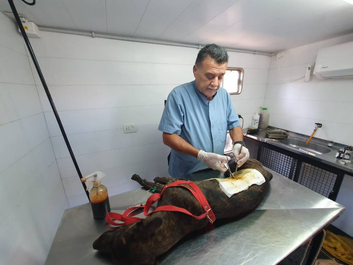 La Campaña de Castración a mascotas continúa en el Obrador Municipal 2