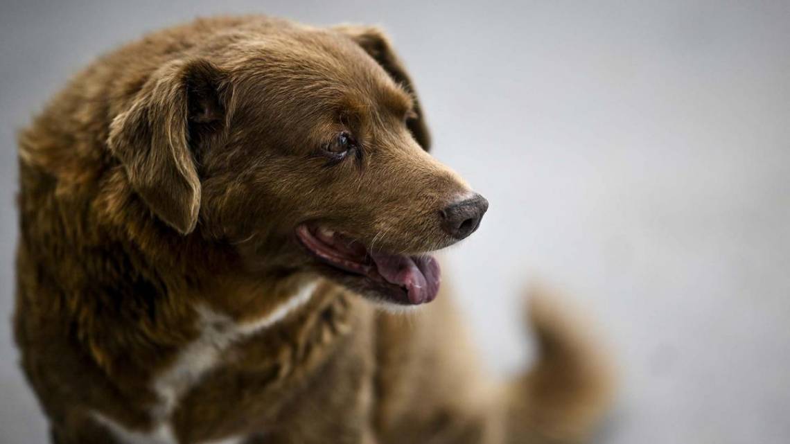 Bobi, el perro más longevo del mundo, falleció a los 31 años