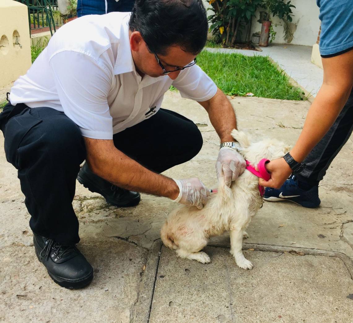 Desde el próximo lunes, la campaña de vacunación antirrábica se instalará en la Oficina de Zoonosis