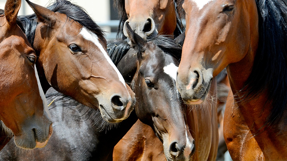 Encefaliomelitis Equina: estiman que en dos semanas habrá 350.000 vacunas disponibles