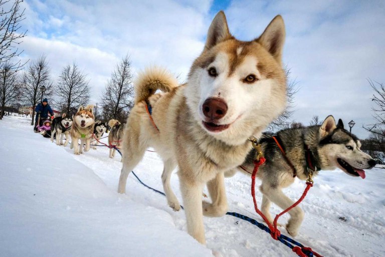 Zonas de Siberia se congelan con temperaturas inferiores a -58 grados