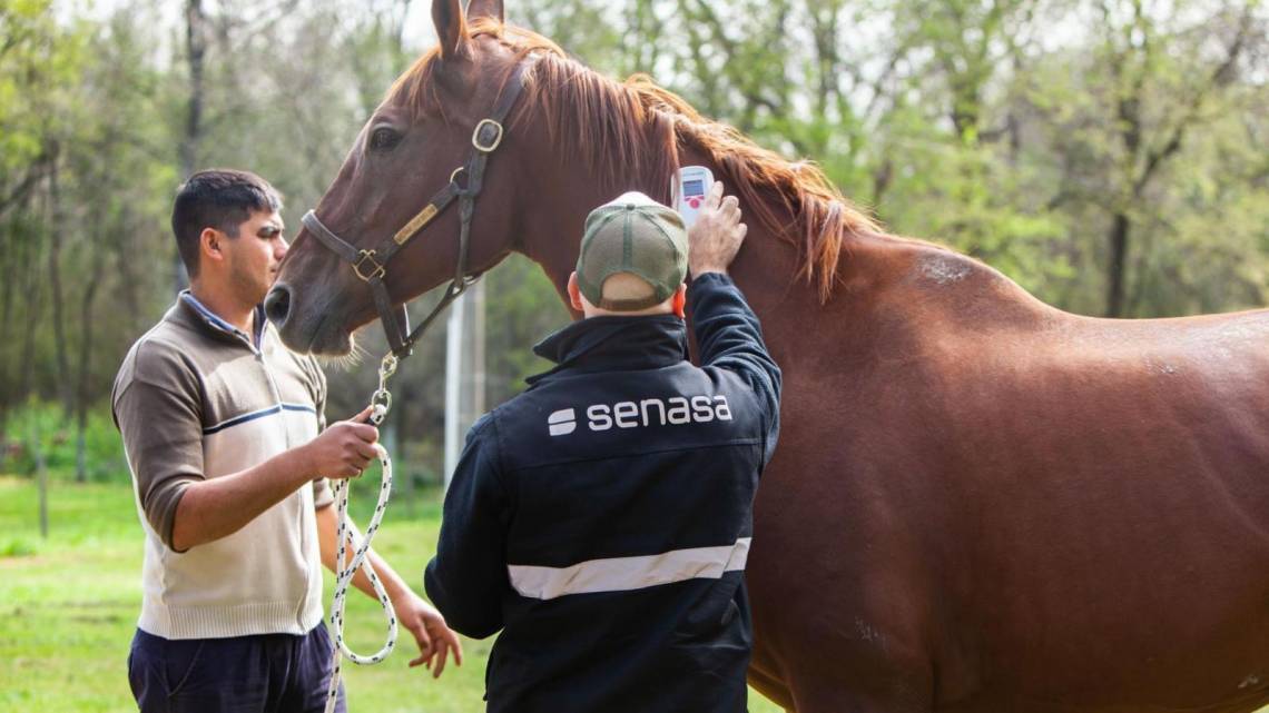 Confirmaron la primera muerte por encefalitis equina en Santa Fe