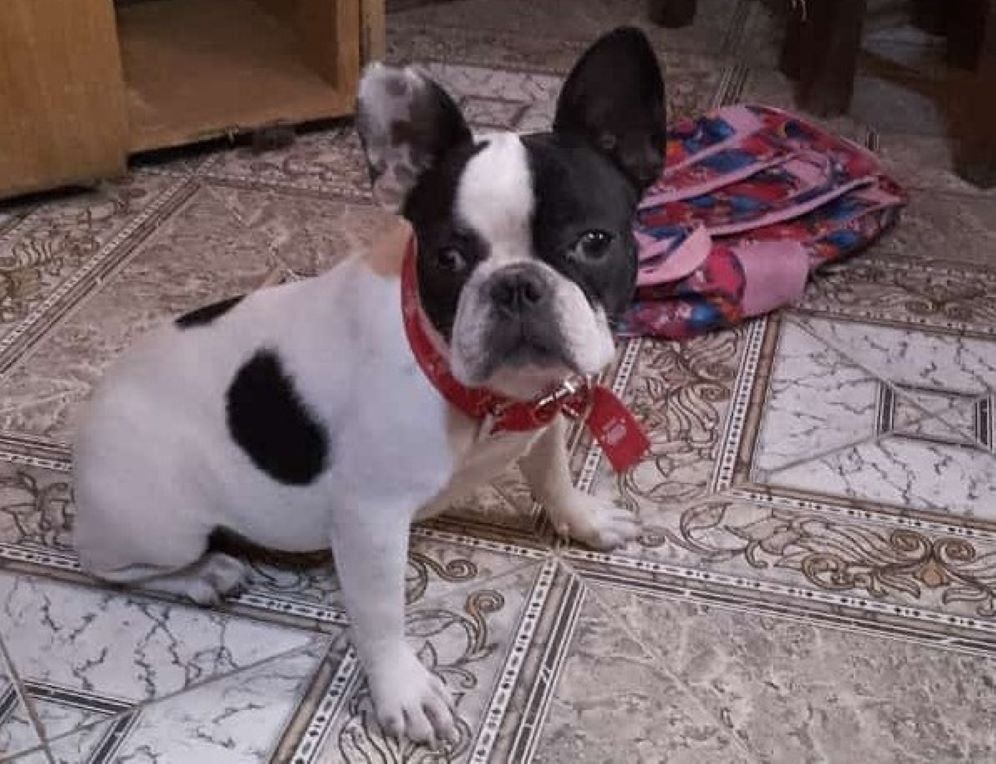 Piden información sobre “Greta”, la bulldog francés que robaron en Adelina Centro
