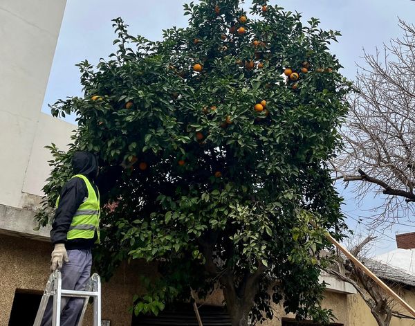 La Municipalidad comenzó con la recolección de toronjas 