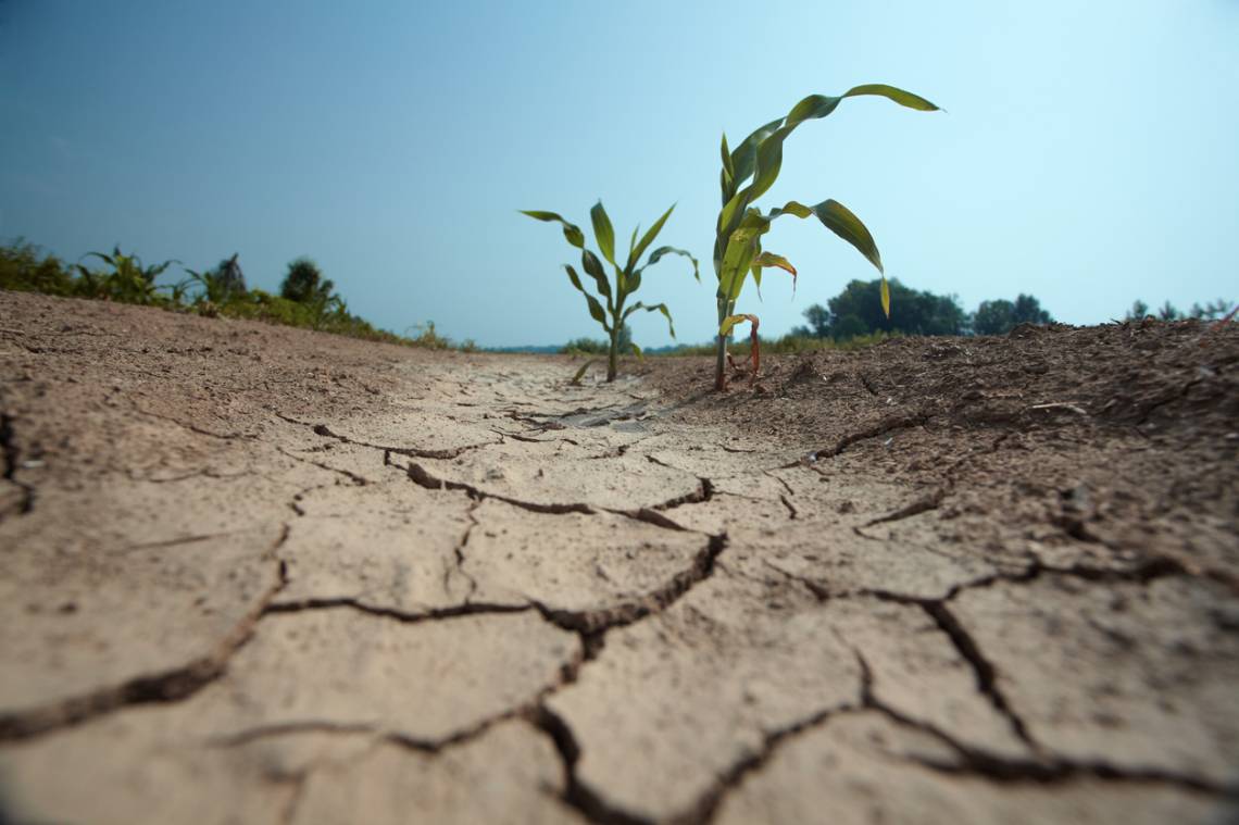 Provincia declaró la emergencia por desastre agropecuario en cuatro departamentos del norte