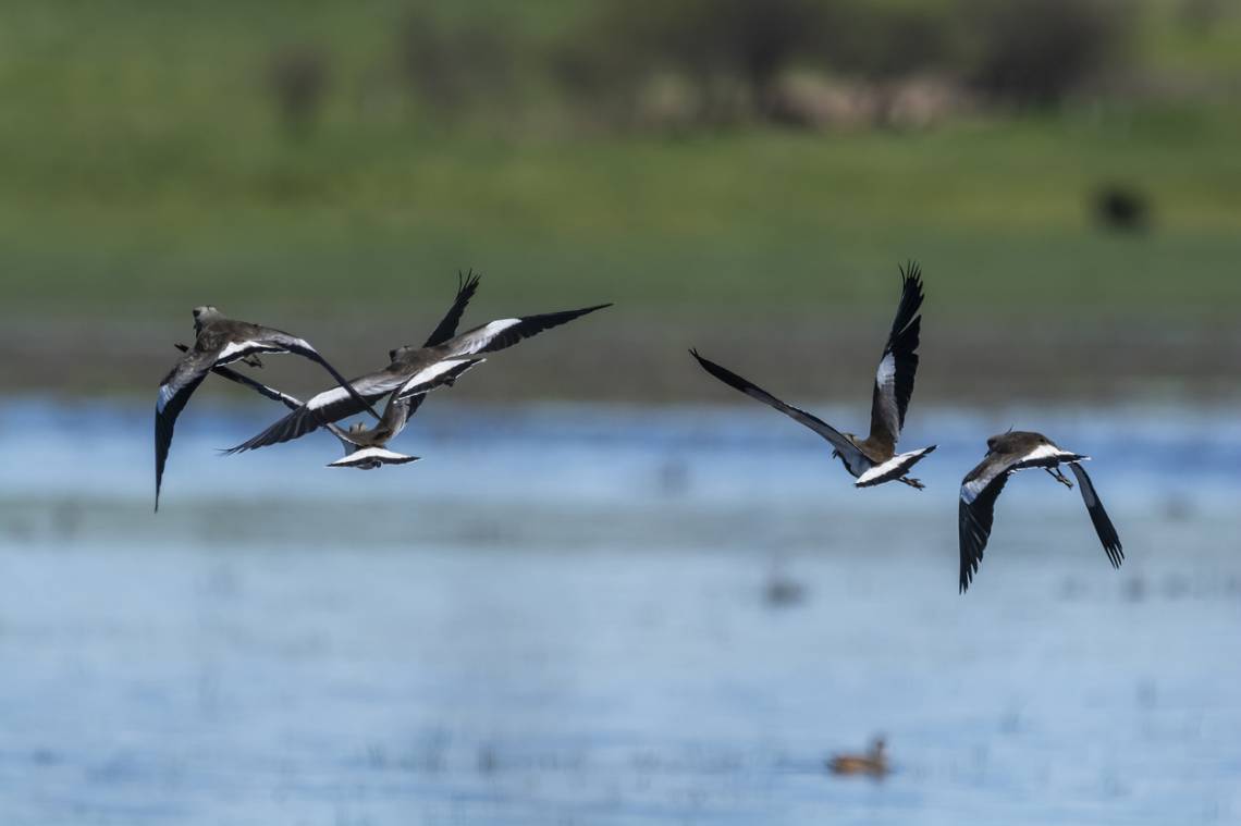 “Conectar con el ecosistema”: jornada en la Laguna Juan de Garay por el Día de las Aves Migratorias
