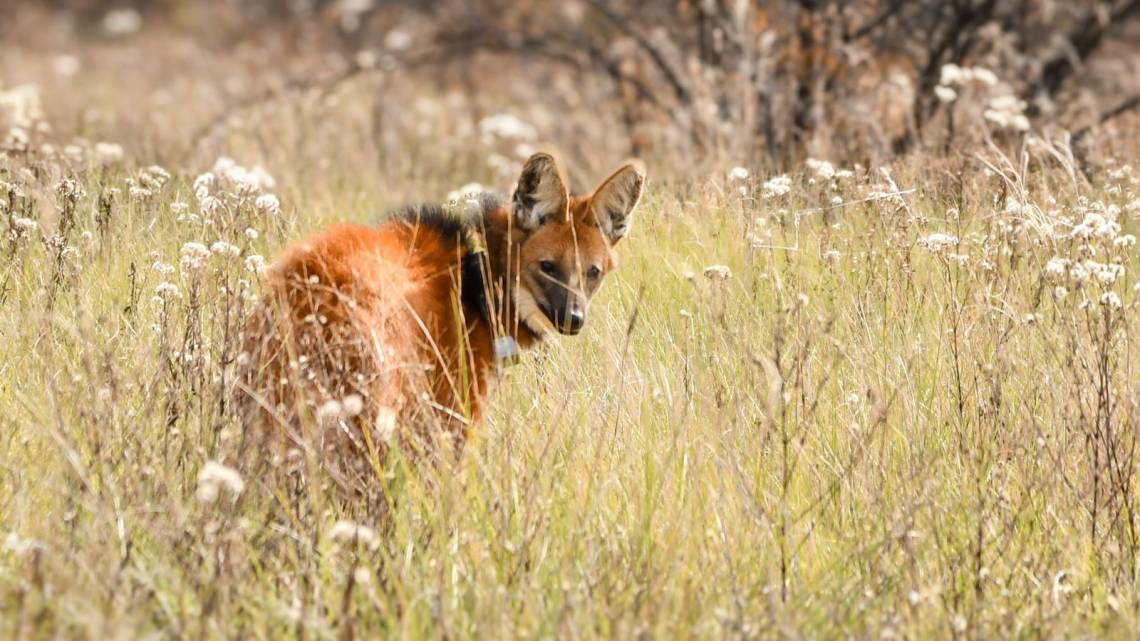 Tras ser asistido en La Esmeralda, liberaron un aguará guazú en su hábitat natural