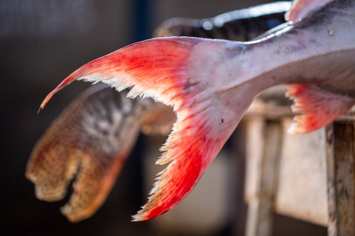 Pesca: el Municipio advierte sobre las restricciones por la veda vigente. (Crédito: Fellipe Abreu)